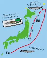 サンマが秋においしのはなぜ？