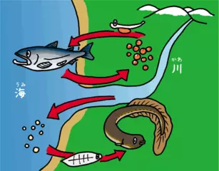 どうして海と川を行き来する魚がいるの？