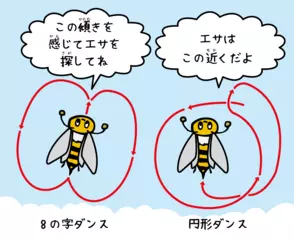 ミツバチはどうしてダンスするの？