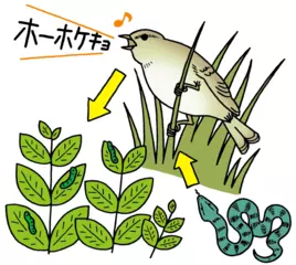 ウグイスはなぜ春に鳴くの？