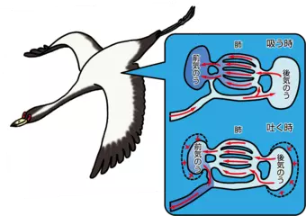 鳥はヒマラヤを越えても高山病にならない