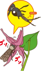 ハナバチは細長い花からどうやってみつを吸う？