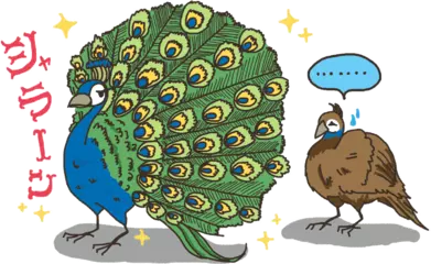 メスのクジャクはなぜ地味なの？