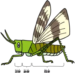 昆虫の体もいろいろある