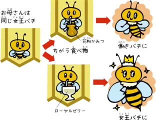 働きバチはメスなのに子どもを作らないの？