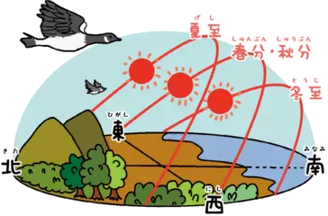 どうして渡り鳥は迷子にならないの？