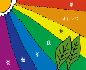 葉はどうして緑なの？