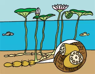 レンコンはなぜ穴があいてるの？