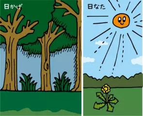 日かげの植物は、なぜ生きていけるの？