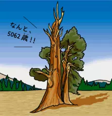 世界で一番長生きの木のお話