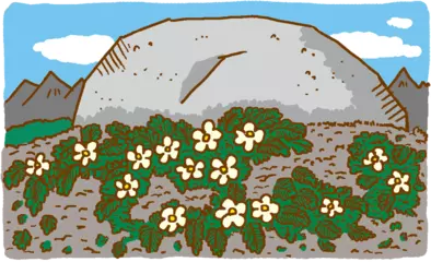 山の上にお花畑があるのはどうして？