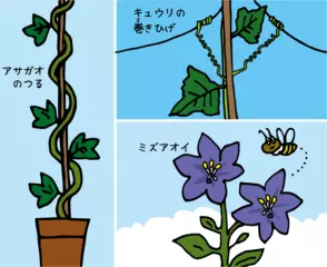 植物の「右」と「左」のふしぎ