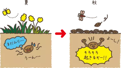 タネは土の中でも季節の変化がわかる？