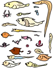 ちりめんじゃこからわかる魚の一生